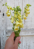 Large-flowered foxglove (Digitalis grandiflora), flowering twigs