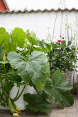 Pumpkin plant in raised garden bed