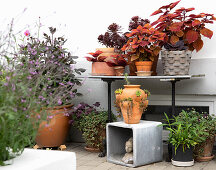 Topfpflanzen in warmen rostbraunen Tönen auf der Terrasse, Buntnessel (Coleus Blumei)