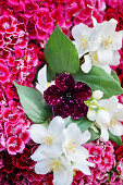 Jasmine flowers (Jasminum), petunias (Petunia) and Sweet William (Dianthus barbatus)