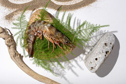 Top view of palaemon serratus shrimp placed on rock and green fern twig near dry sand and stick on white background