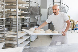Focused bald male baker in workwear putting tray with balls of uncooked dough on racks while working in light bakery