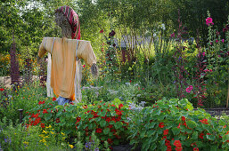 A scarecrow in a bed with nasturtium and other summer flowers