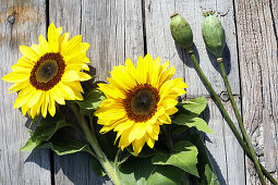 Strauß aus Sonnenblumen und Mohnkapseln in Milchkannen