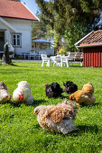 Freilaufende Hühner auf dem Rasen vor Wohnhaus