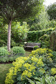 Large-leaved lady's mantle in the flower bed, seating area in the background