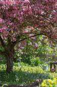Flowering ornamental apple tree (Malus) 'Paul Hauber' and flower beds in the garden