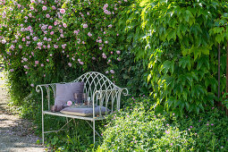 Garden bench in front of flowering climbing rose (Rosa) and wild vine