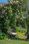 Garden chair in front of climbing rose 'Rambler-Rose' as rose arch in the garden