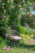 Garden chair in front of climbing rose 'Rambler-Rose' in the garden