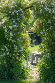 Strauch-Rose (Rosa multiflora) 'Ghislaine de Feligonde' als Torbogen im Garten