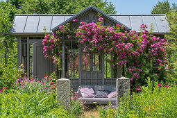 Apothecary rose (Rosa gallica Officinalis), tufted rose (Rosa multiflora), rambler climbing roses in front of garden sheds