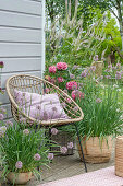 Kugellauch (Allium sphaerocephalon) und Hortensien (Hydrangea) in Töpfen auf Terrasse