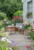 Blumenbeet mit Storchschnabel, Blumentöpfe mit Dahlien (Dahlia) und Cosmea (Cosmos) und Hauskatze auf Terrasse
