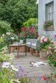 Blumenbeet mit Storchschnabel (Geranium), Blumentöpfe mit Dahlien (Dahlia) und Cosmea (Cosmos) und Hauskatze auf Terrasse