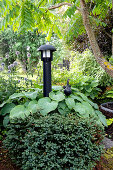 Large blue-leaf hosta 'Elegans' and dwarf white spruce 'Echiniformis' by the garden lamp post