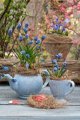Grape hyacinths (Muscari) in old tea service with straw and Easter nest on wooden table