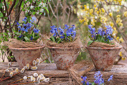 Blue stars (Scilla) in pots and palm catkins (Salix) as Easter decoration