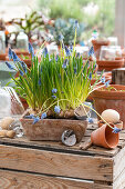 Traubenhyazinthen (Muscari) in Pflanzgefäß auf Holztisch mit Osterdeko