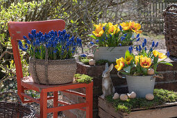 Yellow tulip 'Flair' (Tulipa) and grape hyacinths (Muscari) in pots with Easter decoration on the terrace