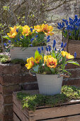 Yellow tulip 'Flair' (Tulipa) and grape hyacinths (Muscari) in pots