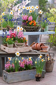 Frühlingsblumen in Pflanzgefäßen, Traubenhyazinthen (Muscari), Narzissen (Narcissus), Hyazinthen (Hyacinthus), Garten-Stiefmütterchen und Osterdeko