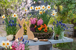 Frühlingsblumen in Töpfen, Traubenhyazinthen (Muscari), Narzissen (Narcissus), Hyazinthen (Hyacinthus), Garten-Stiefmütterchen (Viola Wittrockiana) und Osterdeko