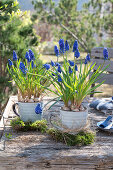 Grape hyacinths (Muscari) in coffee cups, Easter eggs and and moss, Easter decoration