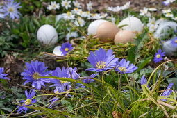 Balkan anemone (Anemone blanda) and Easter wreath with eggs in the grass