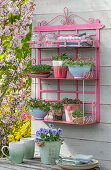 Wall shelf decorated with herb pots, cress, mint, radishes, sprouts, horned violets in pots, flowering shrubs