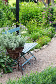 Strawflower with Everlasting flowers (Helichrysum) next to seating area on a gravel path in garden