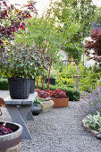 Shrub basil in baskets on a wooden bench in the garden