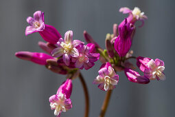 Firework flower (Dichelostemma) of the variety 'Pink Diamond)