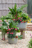 Chard with cloves and strawberries in planters