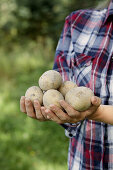 Hands holding freshly harvested potatoes