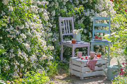Strawberries and drinks on wooden chair and wooden box in garden in front of flowering polyantharose