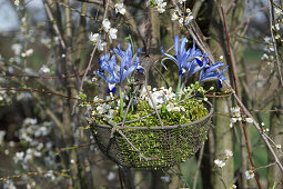 Wire basket filled with iris, moss and snail shells