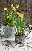 Pots with planted daffodils and heart of budded twigs (Narcissus)