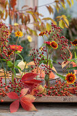 Herbstliches Arrangement aus Sonnenbraut, Hagebuttenzweigen und wildem Wein