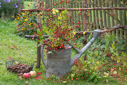 Rose hip twigs in watering can as autumn decoration in the garden