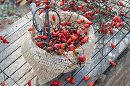 Hagebuttenzweige in mit Jute ausgekleidetem Korb auf Tisch im Garten