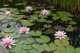 Water lilies (Nymphaea) in the pond