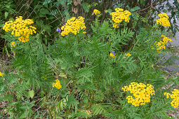 Blühender Rainfarn (Tancetum Vulgare)