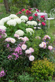 Phlox, Ballhortensien Hydrangea arborescens 'Annabelle' und Dahlien im Gartenbeet