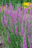 Blühender Blutweiderich (Lythrum Salicaria)