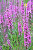 Blühender Blutweiderich (Lythrum Salicaria)