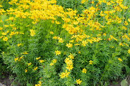 Girl's eye (Coreopsis verticilliata) in the border