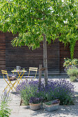 Sweet chestnut tree with lavender underplanting in the courtyard