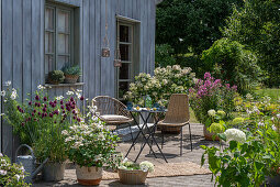 Sommerlicher Terrassenplatz mit Kübelpflanzen mit Hydrangea 'Early Sensation', Kugellauch, Flammenblume 'Landhochzeit', Kosmeen