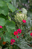 Kapuzinerkresse, roter Lein und Artischocke im Gartenbeet